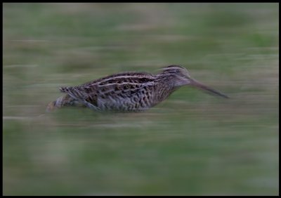 Great Snipe (Dubbelbeckasin - Gallinago media) running like a mouse between different parts of the lekkingplace