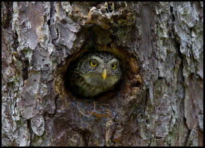 Pygmy Owl (Sparvuggla - Glaucidium passerinum)  no need for a big nesting hole.....