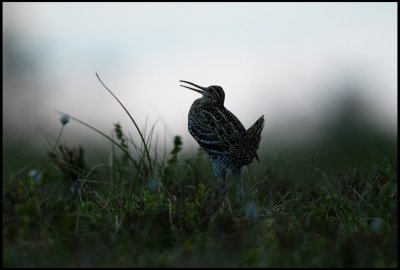 Great Snipe in a classic pose at midnight