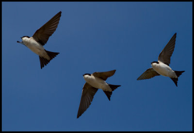 Common House Martin (Hussvala - Delichon urbicum)  Collage from Grnhgen