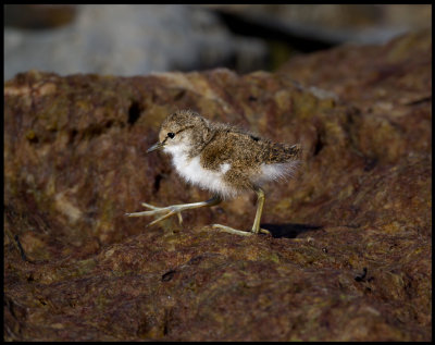 The first big steps in life......Common Sandpiper (Drillsnppa - Actitis hypoleucos) Ventlinge