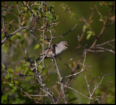 Barred Warbler (Hksngare - Sylvia nisoria) Ventlinge