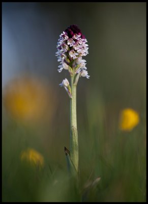 Burnt Orchid (Krutbrnnare - Orchis ustulata) land