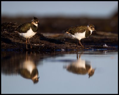 Young Lapwings - Eckels udde