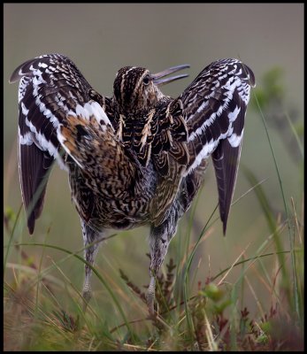 The Great Snipe making it`s display just flashing the wings