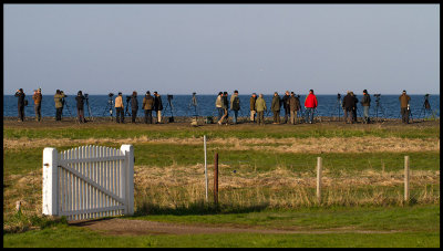 Birdwatchers on Udden - Ottenby