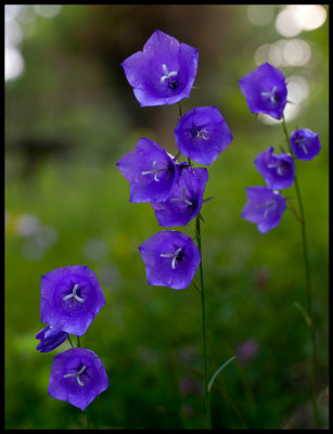 Peach-leaved Bellflower (Stor Blklocka - Campanula persicifolia) - Karryd