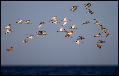 Bar-tailed Godwits (Myrspovar - Limosa lapponica) on migration near Ottenby