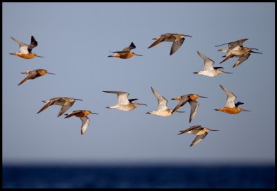 Bar-tailed Godwits (Myrspovar) and Whimbrels (Smspovar) migrating near Ottenby