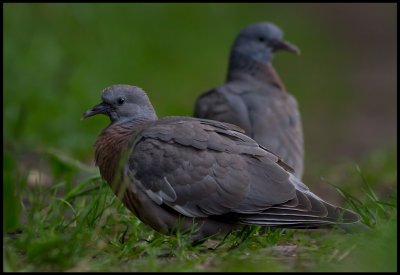 Young Common Wood Pigeons (Ringduvor) in Nsby