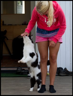 Our neighbours crazy cat Morris - always looking for contact....