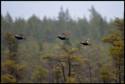 Grouses gliding together into the lekking area