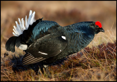 The most beautiful male Black Grouse