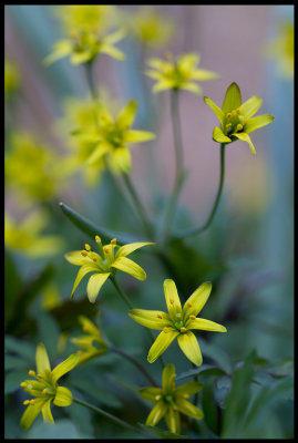 Vårlök (Gagea lutea) - Albrunna