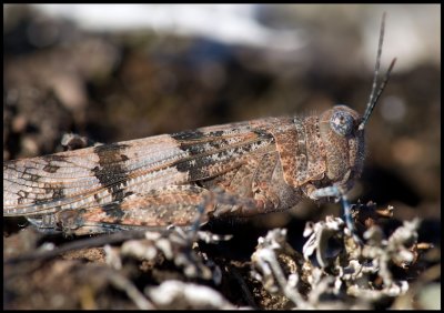 Blvingad grshoppa (Sphingonotus caerulans) Allvaret - land