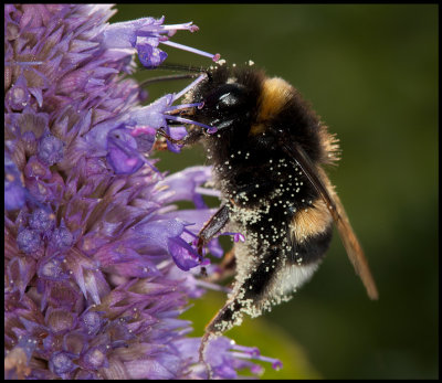 Bumblebee pollination - land