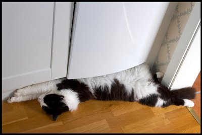 The twisted cat Morris sleeps in our kitchen