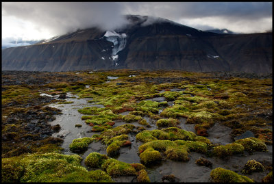 High altitude vegetation near Advetfjorden - Svalbard