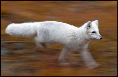 An Arctic Fox looking for food in Longyearbyen