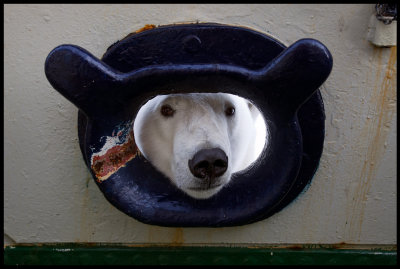 Polar bear looking inside M/S Origo......