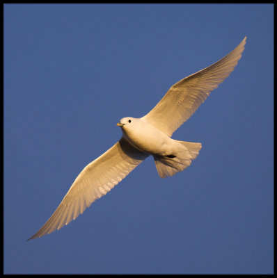 Ivory Gull in evening light