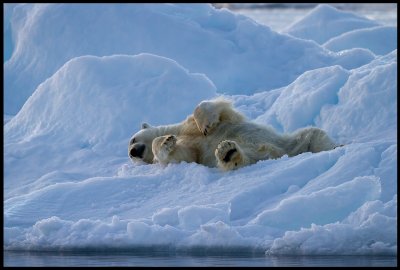 A polar bear trying to get some sleep....  Svalbard
