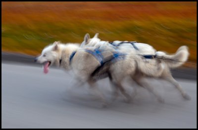 Sledgedog traing at Svalbard