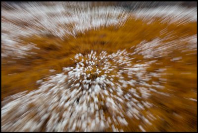 Polarull (Eriophorum scheuchzeri) in Adventdalen