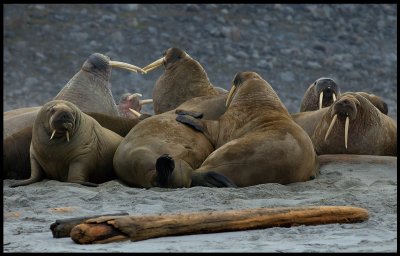 Walrus colony at Phipps Island