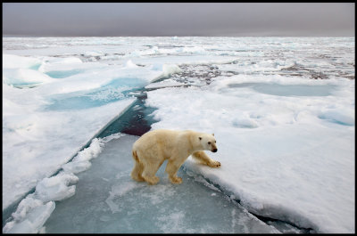 Polar Bear at 82 degrees N / 20 degrees E