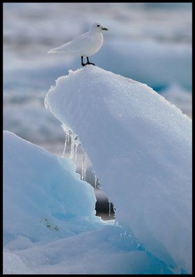 Ivory Gull in pack ice formation