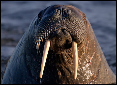 Walrus