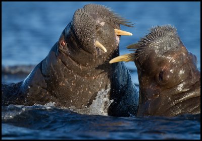 Walruses having a small fight in the water
