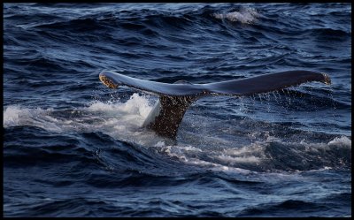 Knölval (Humpback Whale - Megaptera novaeangliae) diving
