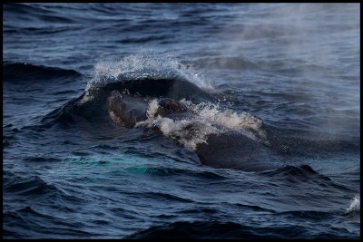 Knölval (Humpback Whale - Megaptera novaeangliae) blowing