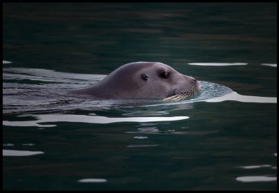 Storsäl (Bearded Seal - Erignathus barbatus)