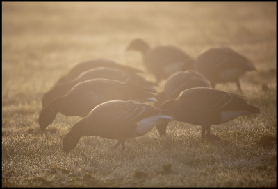 Brent Geese (prutgss) in morning fog