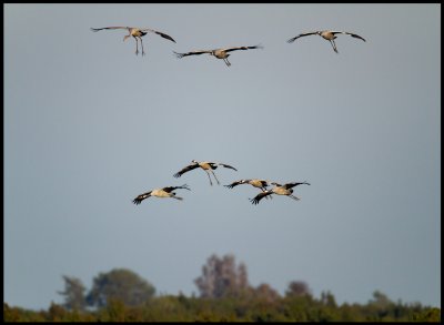 Cranes landing on Allvaret