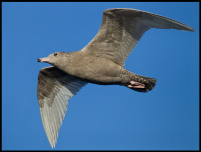 A juvenile Glaucous Gull (Vittrut)