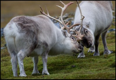 Eye to eye - Reindeer bulls at Alkhornet  Svalbard