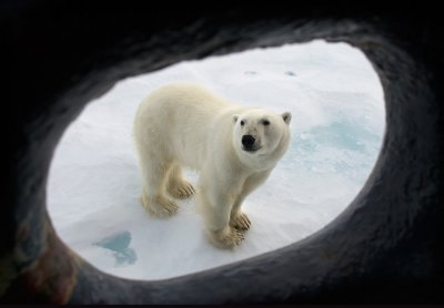 Polar Bear seen from inside Origo