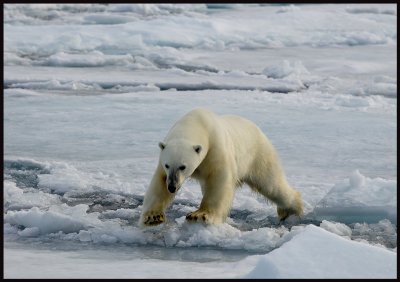 Polar Bear jumping