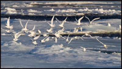 A flock of Ivory Gulls (ismåsar) in the pack ice