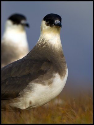 A pair of Arctic Skuas