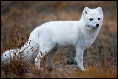 Prepared for winter - a beautiful Arctic Fox