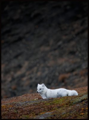Arctic Fox resting near Sysslemans Office....