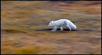 Arctic Fox with winterfur in autum colors