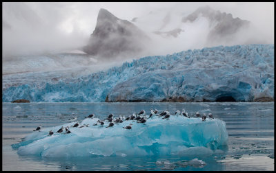 Kittywakes close to Smeerenburg glacier