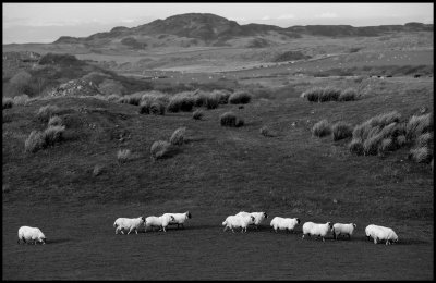 Sheep near Lagavulin distilleri - Islay Scotland