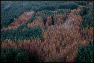 Coniferous forrest with autum birches